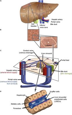 Multiscale and Multimodal Optical Imaging of the Ultrastructure of Human Liver Biopsies